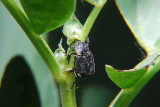 Altro sconosciuto: Valgus hemipterus